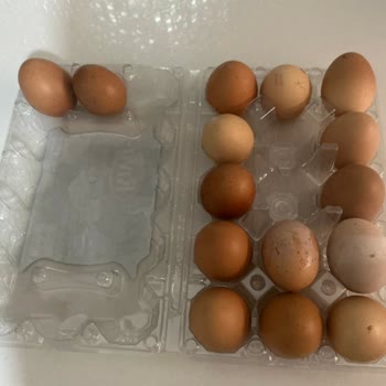 Riva Yumurta Renk Bozulması Ve Boyut Farkı