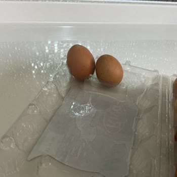 Riva Yumurta Renk Bozulması Ve Boyut Farkı
