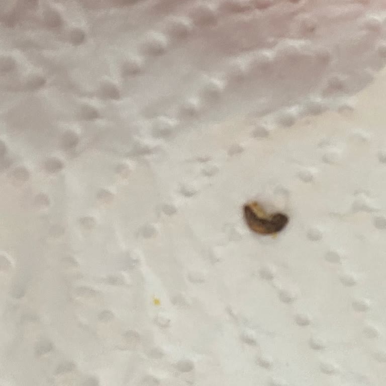 Yayla Bakliyat Yayla Kırmızı Mercimek Paketinden Çıkan Şey