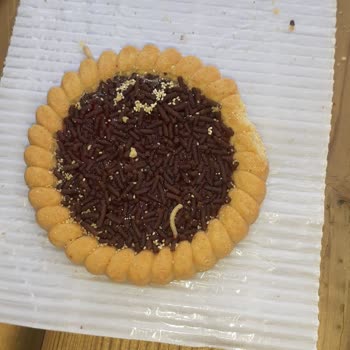 Ülker Bisküvi Kurt Çıkması