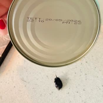 Tat Gıda Bezelye Konserve İçinden Böcek Çıktı!