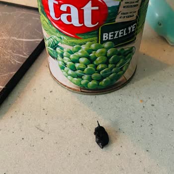 Tat Gıda Bezelye Konserve İçinden Böcek Çıktı!