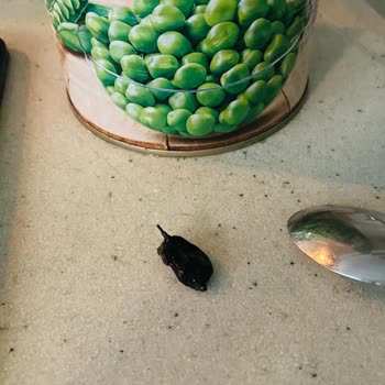 Tat Gıda Bezelye Konserve İçinden Böcek Çıktı!