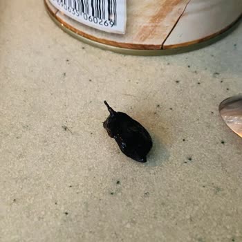 Tat Gıda Bezelye Konserve İçinden Böcek Çıktı!