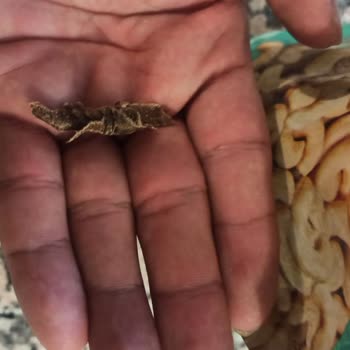 Simbat Kuruyemişten Yabancı Cisim Çıktı