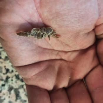 Simbat Kuruyemişten Yabancı Cisim Çıktı