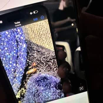 Severe Insect Infestation on Turkish Airlines Istanbul-San Francisco Flight
