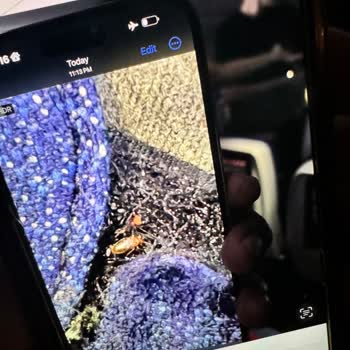Severe Insect Infestation on Turkish Airlines Istanbul-San Francisco Flight