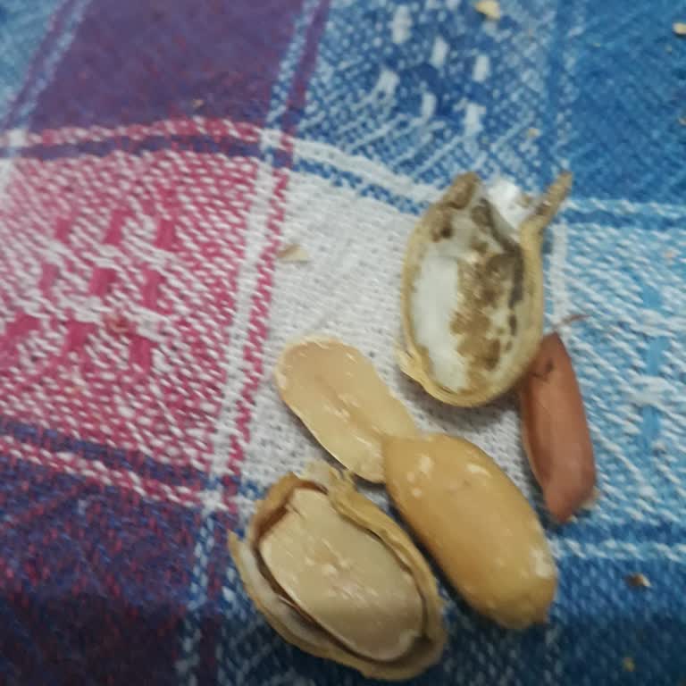 Canat Kuruyemiş Fıstıkta Da Beyazlık Ve Kurtlanma Var