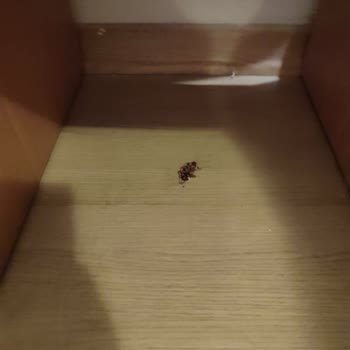 Royal Asarlık Beach Hijyen Kurallarına Uyulmuyor.