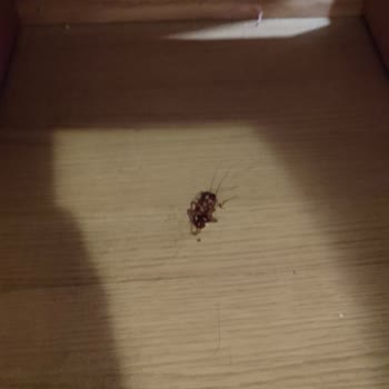 Royal Asarlık Beach Hijyen Kurallarına Uyulmuyor.