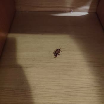 Royal Asarlık Beach Hijyen Kurallarına Uyulmuyor.