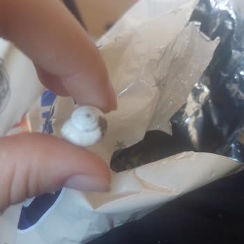 Amigo Salyangoz Çıktı Çekirdeğin İçinden