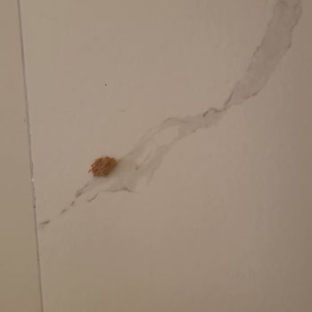 Doğtaş Outlet İzmir Nova Marka Koltuğu Ayakları Taşımıyor Kırılıyor