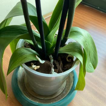 Çiçek Sepeti Hastalıklı Orkide Yolladı