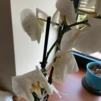 Çiçek Sepeti Hastalıklı Orkide Yolladı