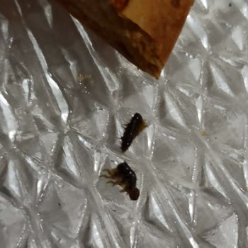 Superfresh Markasında Şikayet Var