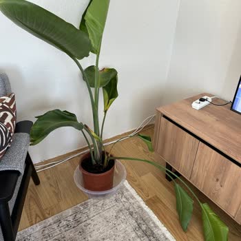 Fidanburada.com Yıpranmış Sorunlu Çiçek Yollaması