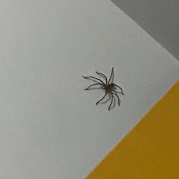 Campus Cyprus Kıbrıs'taki Kampüsün Depozito İadesi Sorunu