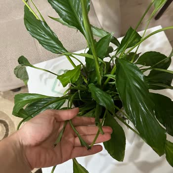 Çiçek Sepeti'nden Verdiğim Siparişle Rezil Oldum