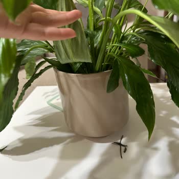 Çiçek Sepeti'nden Verdiğim Siparişle Rezil Oldum