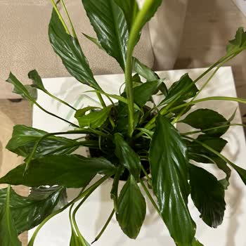 Çiçek Sepeti'nden Verdiğim Siparişle Rezil Oldum