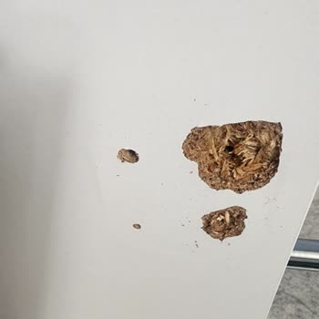 Çetmen Mobilya Sorunları Ve İlgisiz Kalmaları