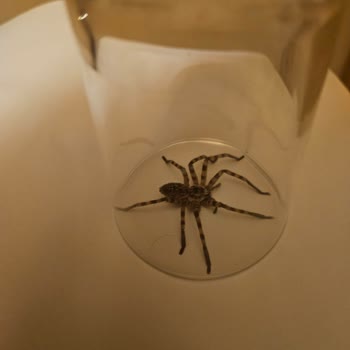 Assos Eden Beach Hotel Patlayan Foseptik Ve Örümcekli Otel