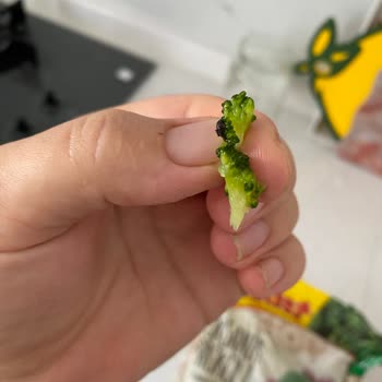 Böcekli Brokoli Feast Markasının