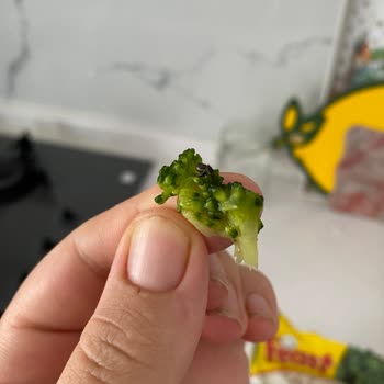 Böcekli Brokoli Feast Markasının