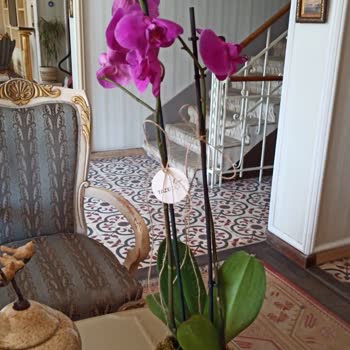 Taze Çiçek (tazecicek.com) Yanıltıcı Çiçek Görselleri Ve Yetersiz Müşteri Hizmeti