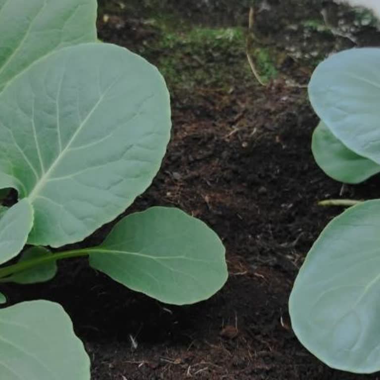 Farmer Life Tohum Farmer Life Fake Tohum Gönderiyor.