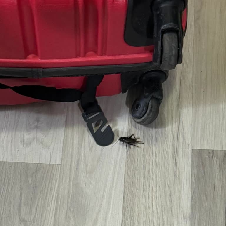 Turlasana Beklentileri Karşılamayan Tatil Deneyimi