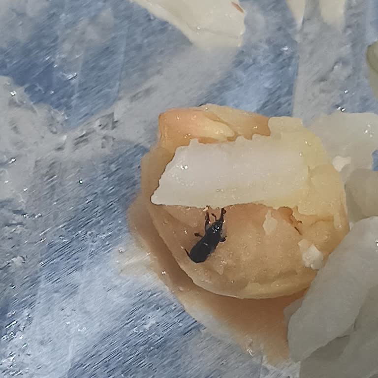 Yemeksepeti Osmanlı Pilavcısından Böcekli Gelen Ürün Çözümü Yok