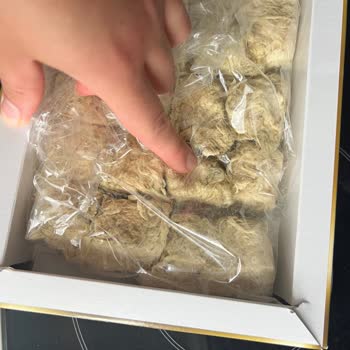 Asla Bir Daha Çitlekçi!