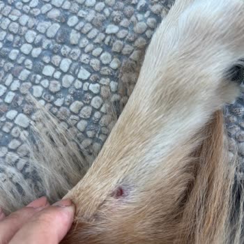 Gölevi Resort Sapanca Evcil Hayvana Saldırı