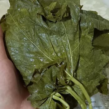 Seboştan Kalitesiz Salamura Yaprak Deneyimi