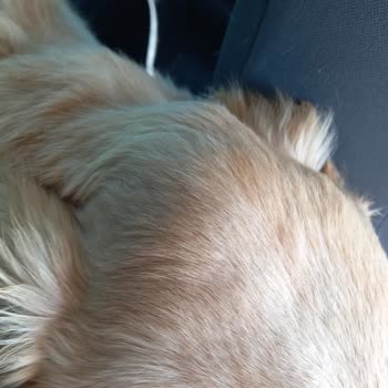 Play Dog Hotel And Training Mağduriyeti