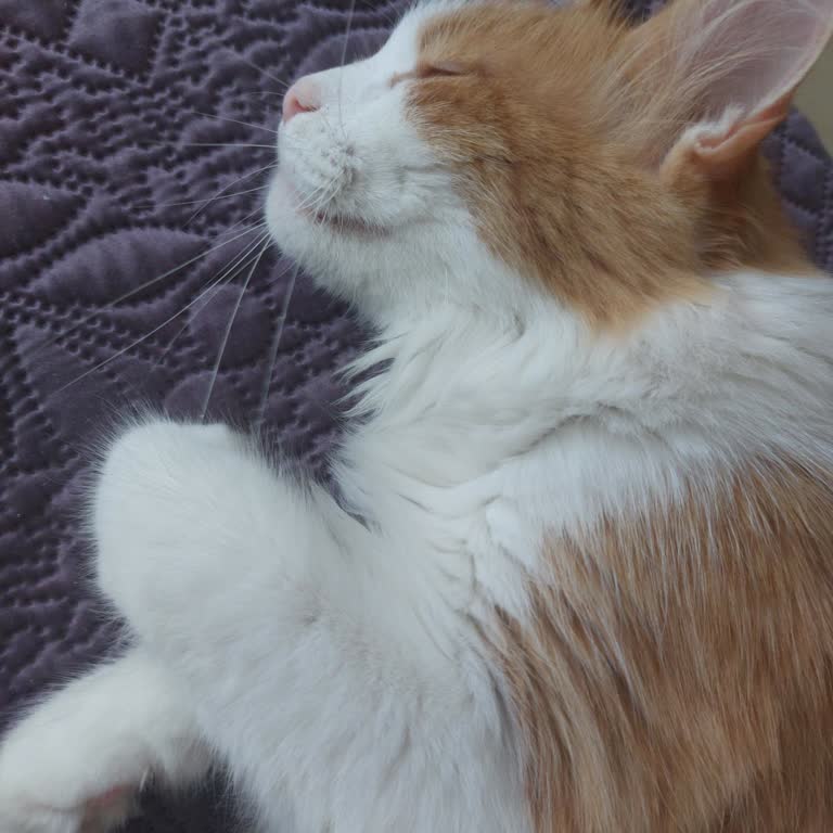 SecoVet Seco Vet Kedi Maması
