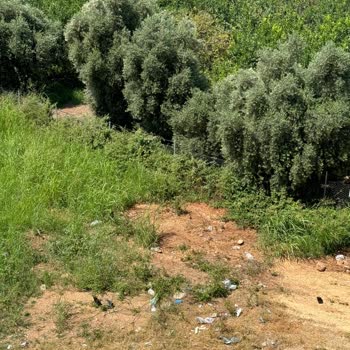 Mezitli Belediyesi Mezitli Akdeniz Mahallesi'nde Temizlik Sorunu