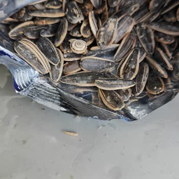 Şok Market Amigo Çekirdeğinde Salyangoz