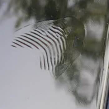 Renault Parmak İzli Clio Alpine