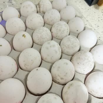 Bursa Carrefour AVM Küflenmiş Yumurta Carrefour SA!