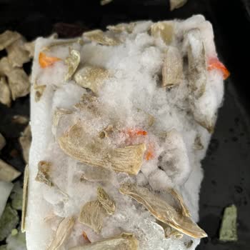 Çürümüş Fasulye Superfresh Ürünü