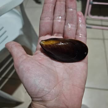 Barış Midye'de Gelen Ürünün Sipariş İle Alakası Yok