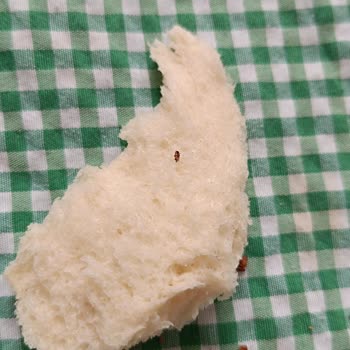 BİM'den Aldığım Simitten Böcek Çıktı