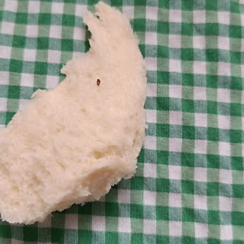 BİM'den Aldığım Simitten Böcek Çıktı