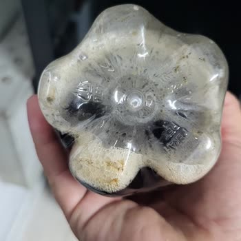 Meysu Cola Dibinde Küf Sorunu