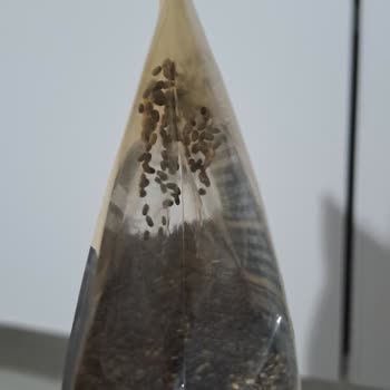 Yayla Bakliyat Yayla Marka Chia Tohumu Böceklendi