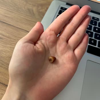 Fellas Bardan Hurma Çekirdeği Çıktı